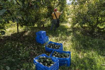 A worker collects avocados from a farm in Uruapan.