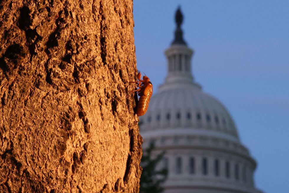 Brood X Billions of cicadas set to emerge in the United States after