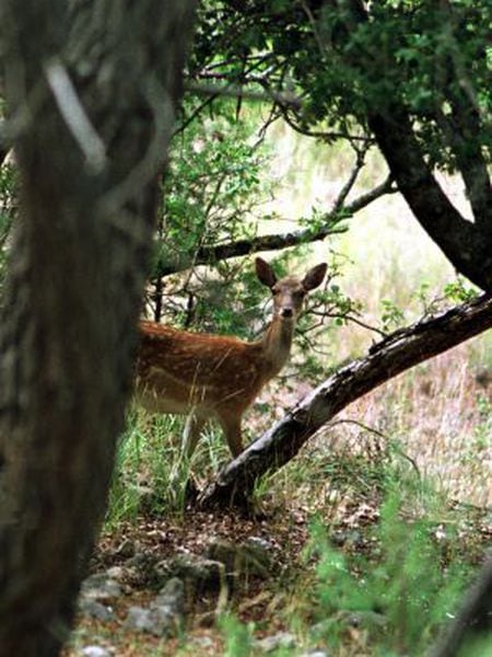 A deer in the area around the Félix Rodríguez de la Fuente Route.