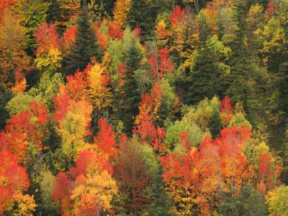 Autumn colors in the Valley of Ordesa, in the Aragón region.