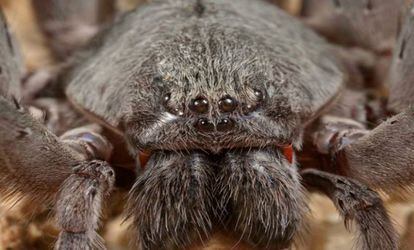 10 AMAZING NEW SPIDER SPECIES DISCOVERED