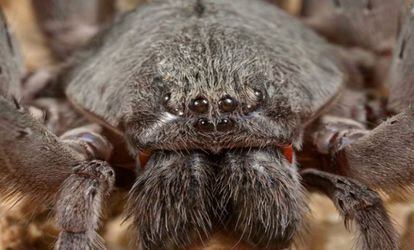 Terrifying new species of spider 'like a tarantula' discovered