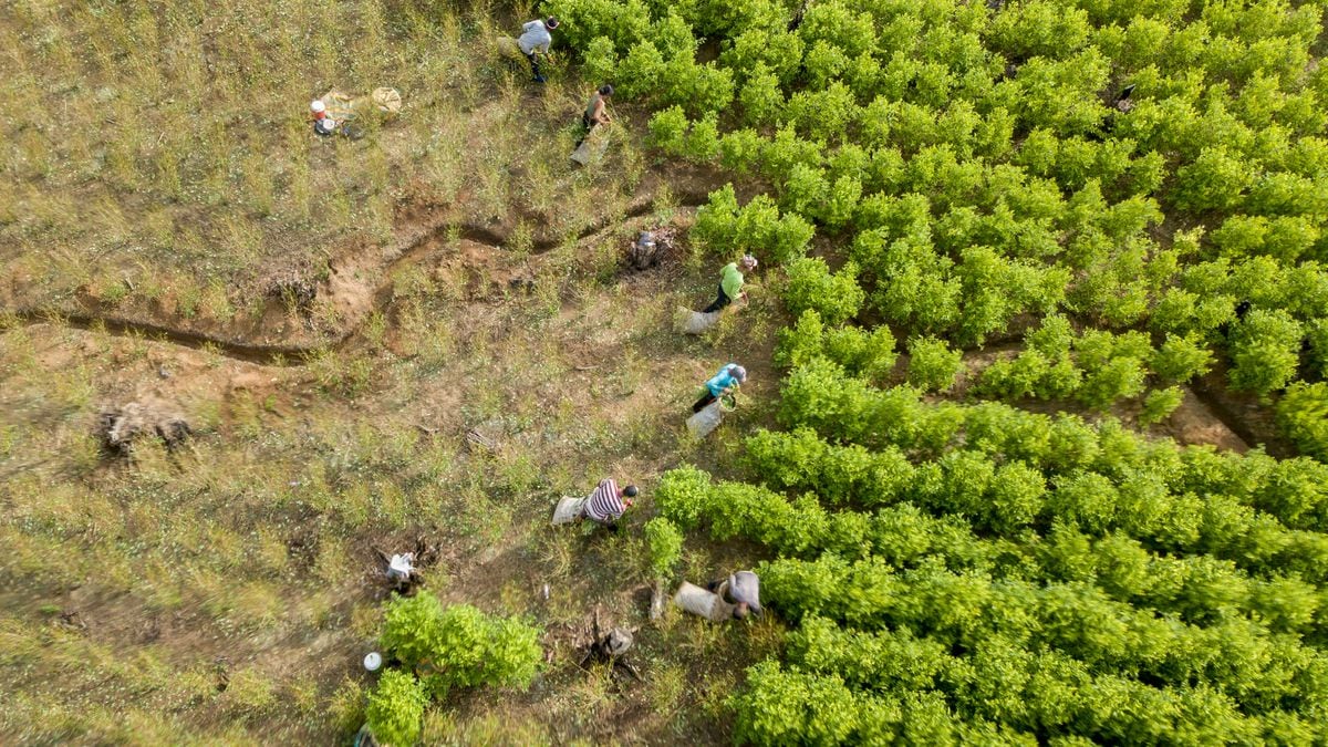 There seems to be no limit to how many coca plants Colombia can grow. The country has reached figures that have never been previously seen in the sect