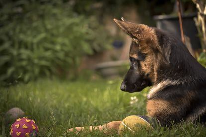 Certain breeds, such as German Shepherds, are more prone to separation anxiety.