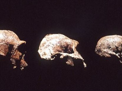 Skulls belonging to a 'Homo ergaster,' an 'Austrolopitecus' and a 'Homo habilis.'