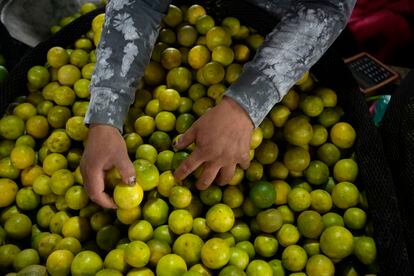 Limes at a produce market on the outskirts of Lima, Peru.
