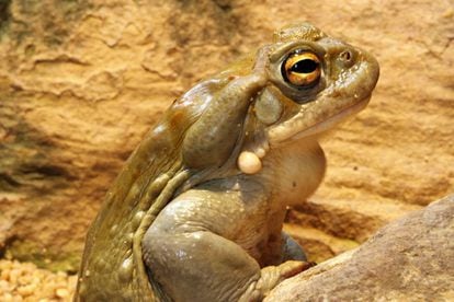 DMT can be extracted from the 'Bufo alvarius' toad.