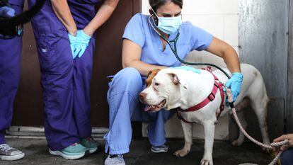 A dog is cared for at a mobile veterinary service for pets in Los Angeles, California.