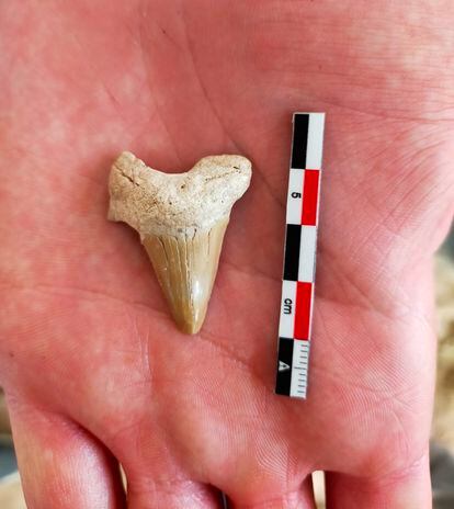 Un diente de tiburón fosilizado excavado en el sitio arqueológico de San Vicente. 