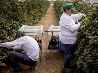 Two workers pick blackberries in Lucena del Puerto, a town in Huelva.