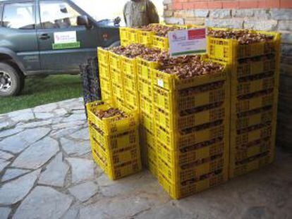 Mushrooming problem: crates of confiscated fungi in Soria.