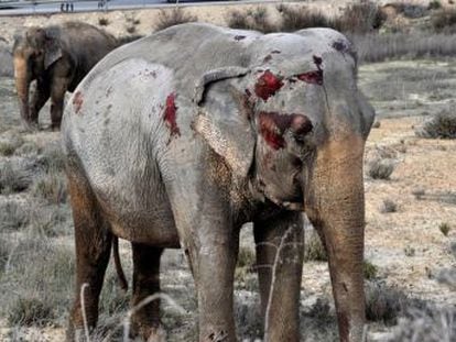 Animals with bloodied faces wandered along the A-30 Albacete highway, which was closed for over two hours due to incident