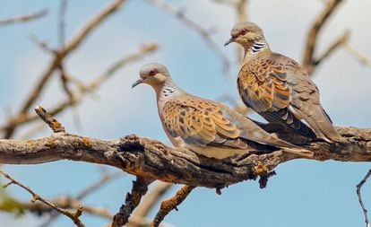 A pair of turtledoves.