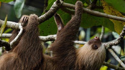 A sloth at the sanctuary and refuge in Cahuita, Costa Rica, March 10.