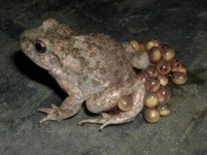 An estimated 1,000 common midwife toads live in Pamplona’s Ciudadela.