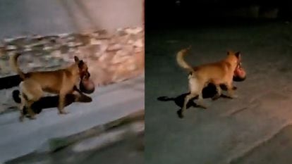 A video shared on social media shows a dog carrying a human head in Zacatecas, Mexico.