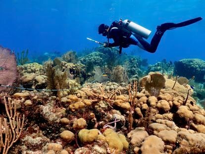 A diver inspects a coral reef.