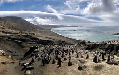 A colony of penguins on the South Sandwich Islands, where the earthquakes analyzed in the studies occurred.