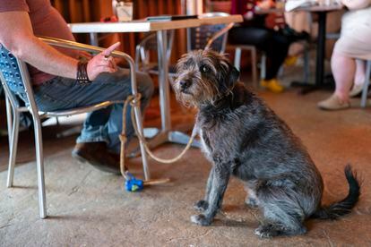 Monty Hobbs gestures towards his dog Mattox on the patio at the Olive Lounge in Takoma Park, Maryland, on May 4, 2023.