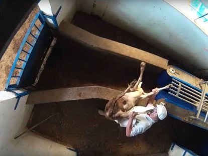 Abuse at a Madrid slaughterhouse.