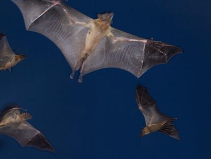 Fruit bats on their annual migration toward the Kasanka National Park in Zambia.