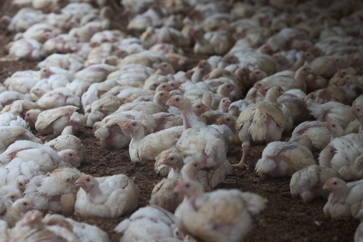 Argentina entra en alerta máxima por gripe aviar |  internacional