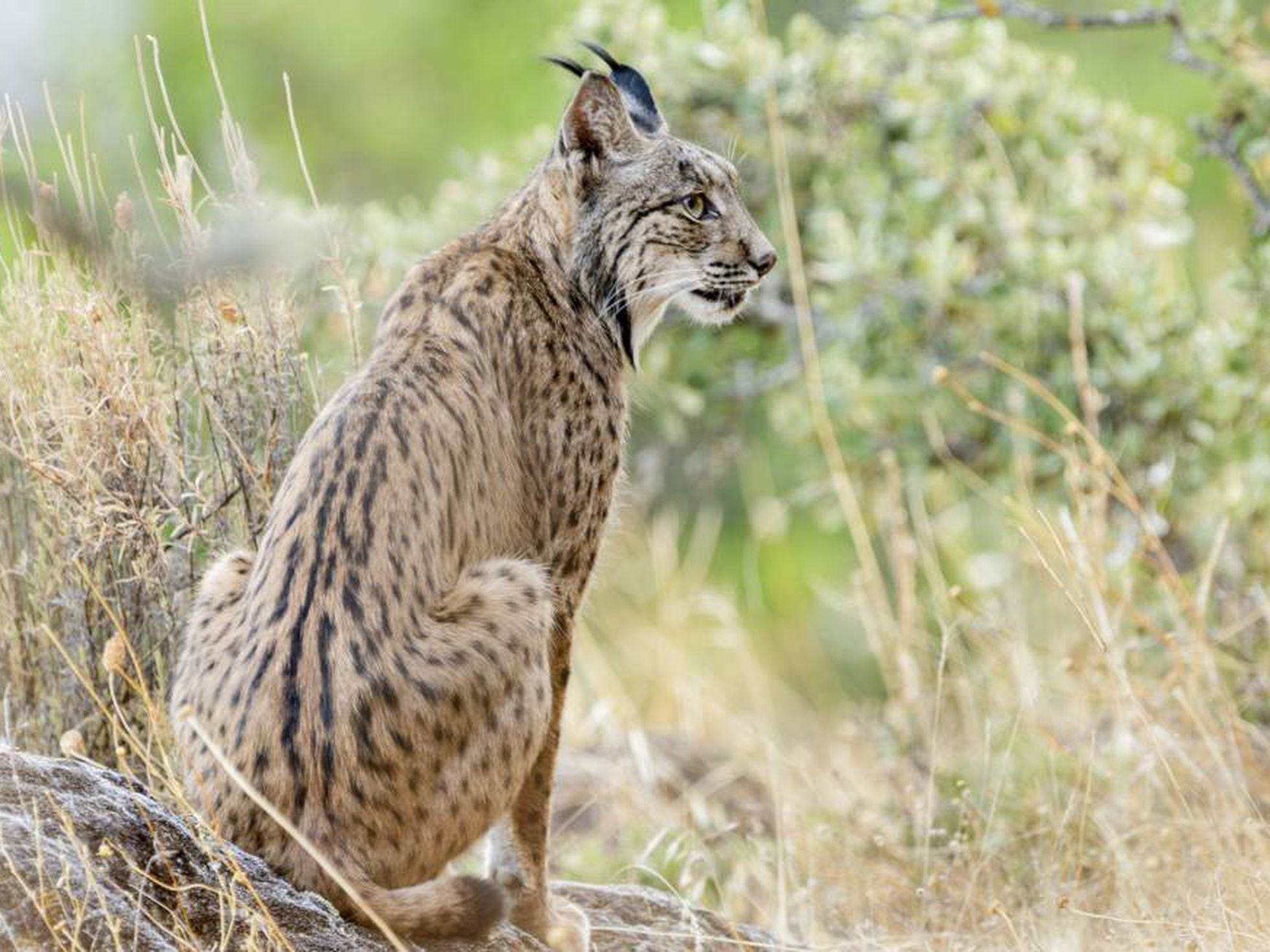Spain's Iberian lynx population soars to 1,000, but species remains  endangered | Society | EL PAÍS English Edition