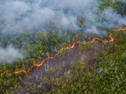 A fire in the Amazon, the largest rainforest in the world, which is suffering from an expansion of organized crime.