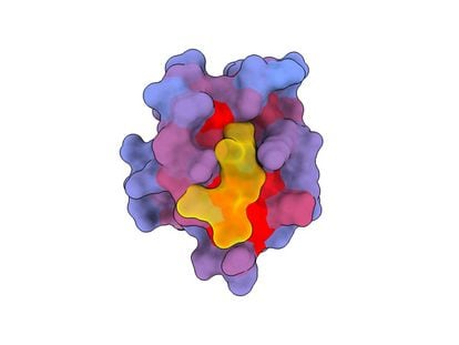 A 3D image showing a human protein with another molecule (yellow) at the active site.