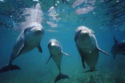 Delfines Comportamientos