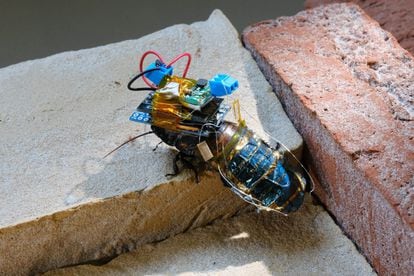 A cockroach fitted with the rechargeable device climbs over an obstacle.