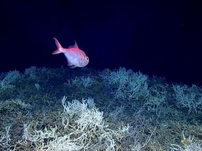 An alfonsino fish swims above a thicket of Lophelia pertusa coral during a dive on a cold water coral mound in the center of the Blake Plateau off the southeastern coast of the U.S., in June 2019.