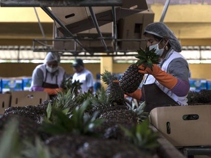 Employees sort fruit in a food processing plant in Cochabamba, Bolivia.