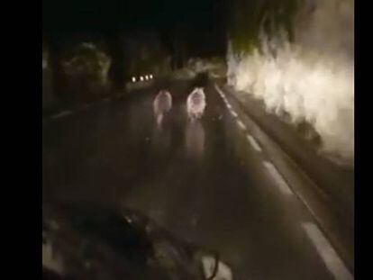 Two bears flee from a car down the Lastra-Tudanca highway.