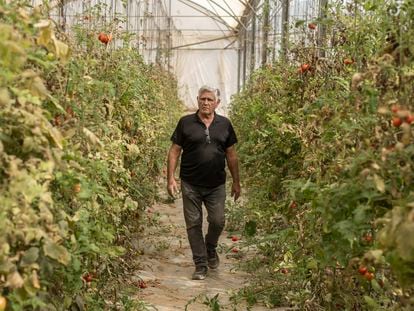 Israeli farmer Amos Trabelsey, in one of his greenhouses at the Sharsheret cooperative in Israel, in January.