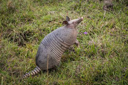 Armadillos are common in the area.