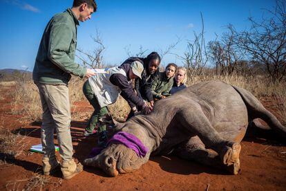 Rhino horn cutting in South Africa