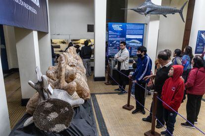 Visitors look at the Perucetus colossus whale in Lima.
