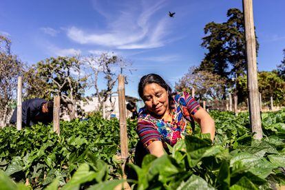 Una agricultura de la Cooperativa Cuatro Pinos, en Guatemala, que desde 2016 fomenta un programa de migración laboral temporal con EE UU.