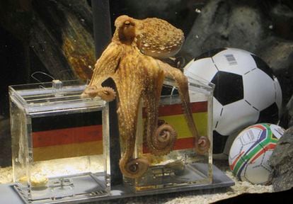 Paul the Octopus predicting a victory by Spain at the 2010 World Cup.