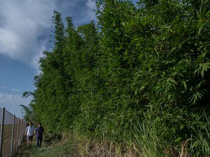 Antonio Vega-Rioja (left) and Manuel Trillo, in the bamboo nursery constructed in the Guadalquivir valley.