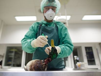A German scientist takes samples from the carcass of a wild duck to test for bird flu.
