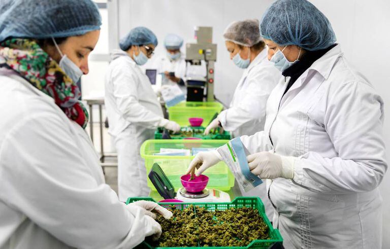 Workers weigh marijuana on the Libertad plantation.