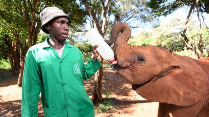 A Sheldrick Wildlife Elephants worker bottle-feeds a baby elephant.