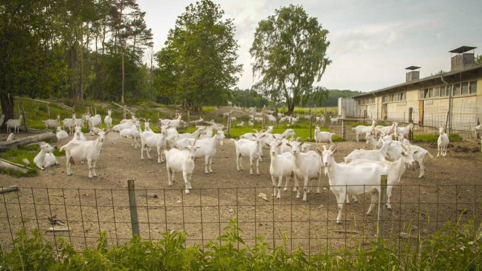 Milk-producing goats at the Brodowin organic farm, 80 kilometers northeast of Berlin.
