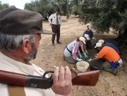 Armed forest rangers watch over the olive harvest on a farm in C&oacute;rdoba province. 