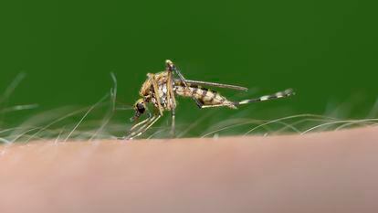 Mosquitoes, unlike other creatures in the animal kingdom, have multiple odor and taste receptors in each of their thousands of olfactory neurons.