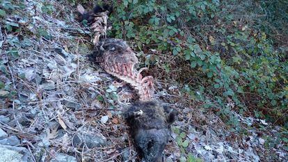 The remains of the animal found on Saturday.