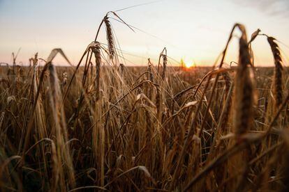 Sunset at a wheat field in the Donetsk region, Ukraine,