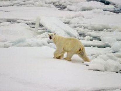 A polar bear walks across the frozen ice of the Arctic Ocean.